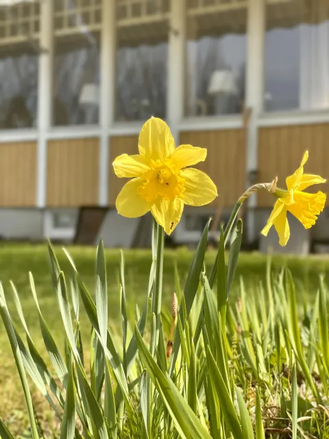 Påsklilja i trädgården på Korstäppans Herrgård.
