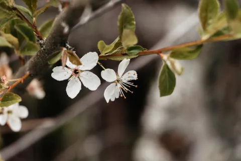 Blommande träd.